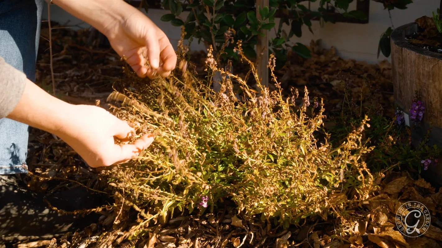 Frost damaged plant.