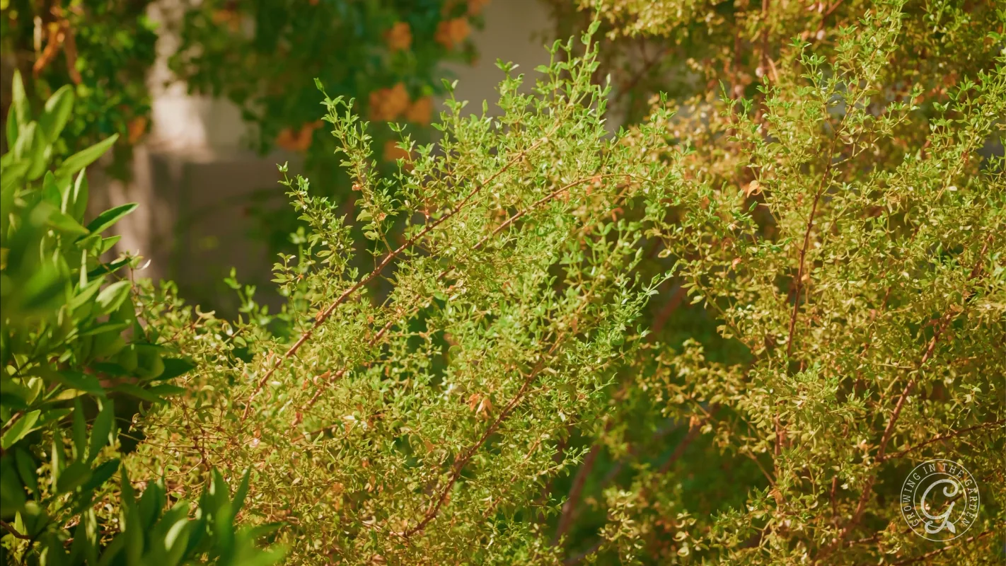 Sunny garden with dense green and yellowish foliage, some blurred orange flowers in the background.