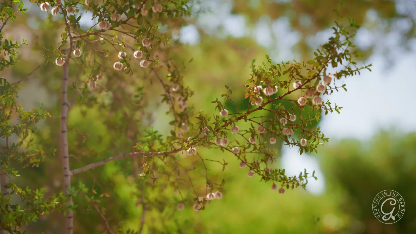 A tree branch with small pink flowers and green leaves against a blurred green background.
