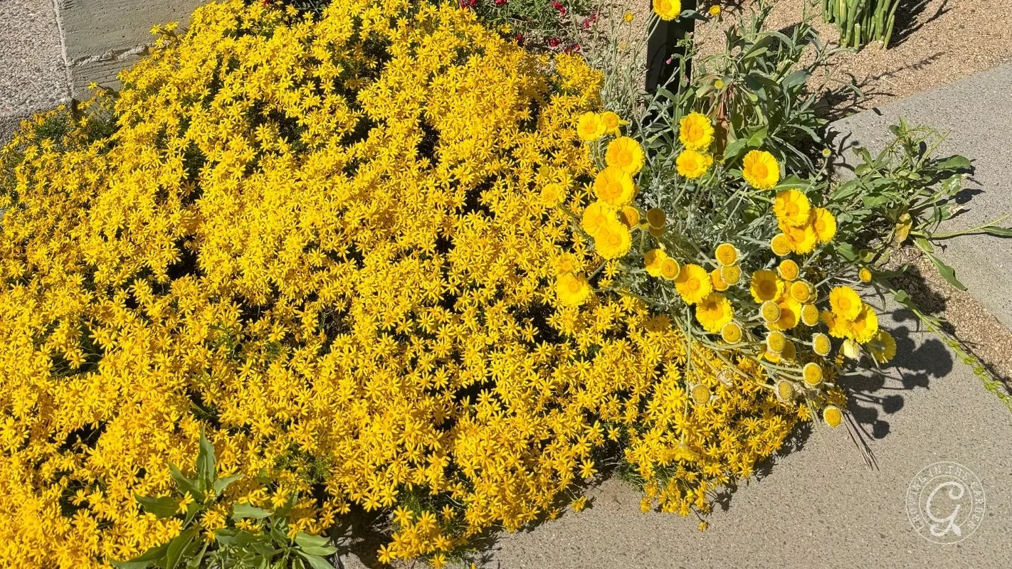 Yellow flowers blooming densely next to a sidewalk under bright sunlight in a garden.