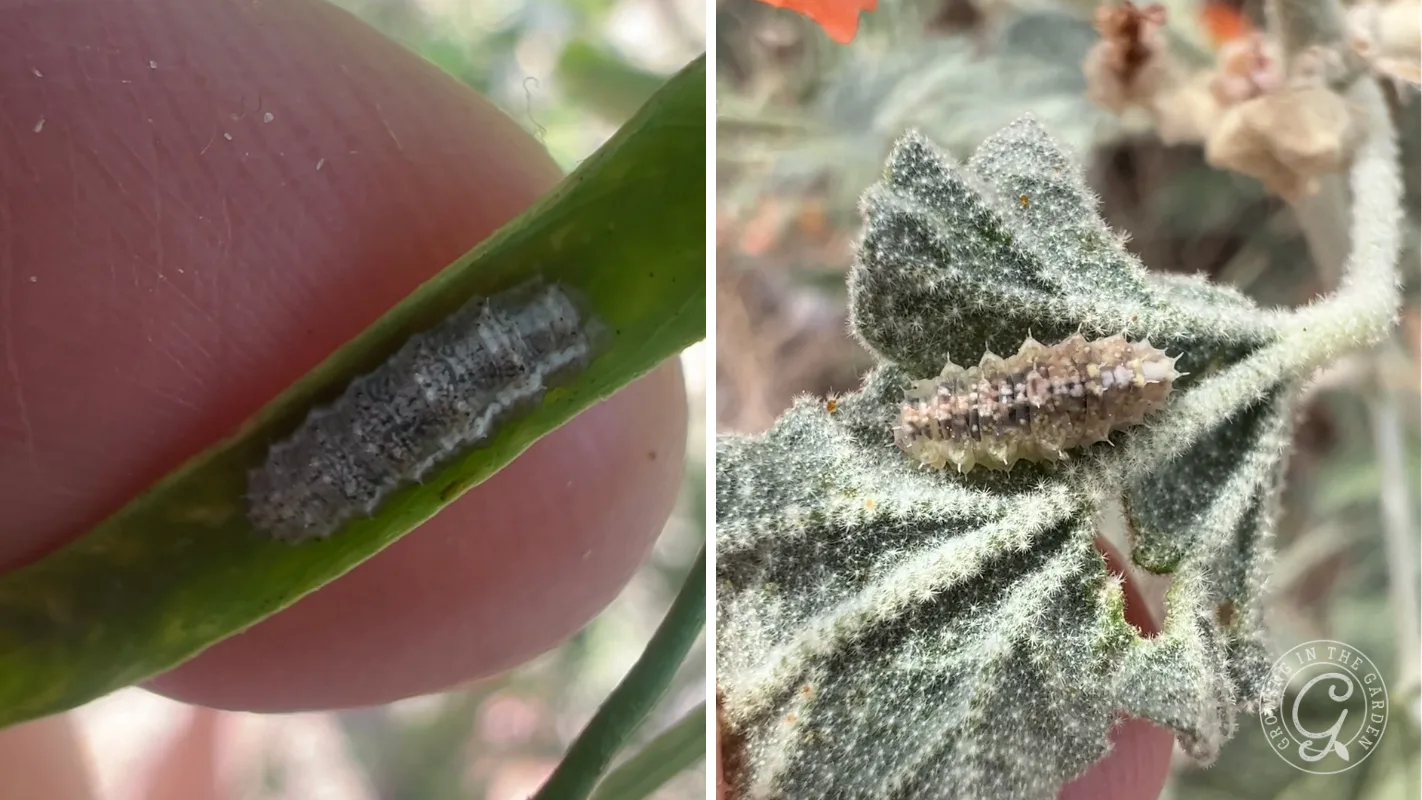 Close up of a darker hoverfly larva (Eupeodes species) on the left and a hoverfly larva easily blending in with the foliage (right).