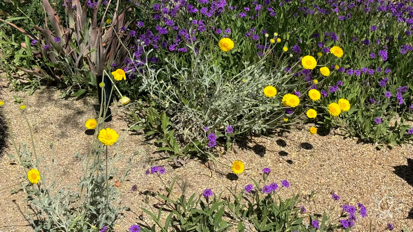 Yellow and purple wildflowers grow in clusters on sandy soil under bright sunlight.