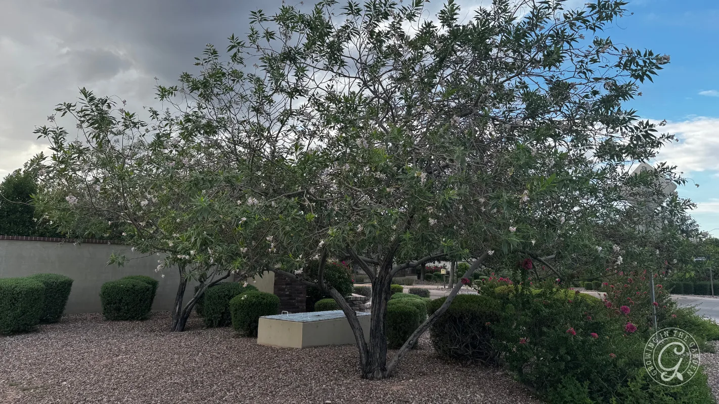 Two leafy trees with thin trunks in a desert yard, surrounded by bushes and rocky ground.
