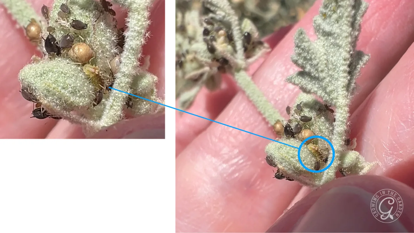 Close-up of fuzzy plant stem with aphids and hoverfly larva, showing how easily they blend in.