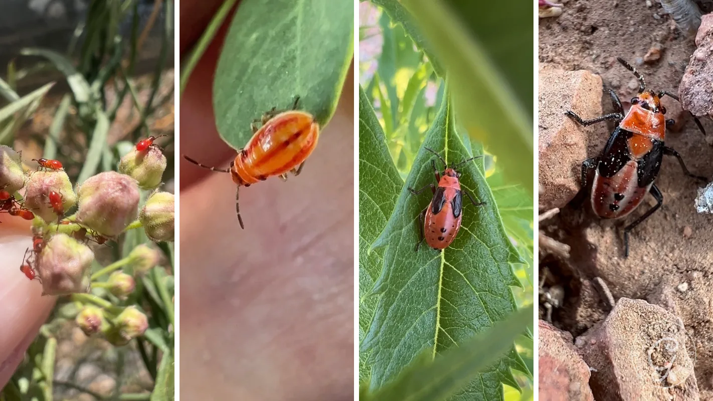 Four panels show red and black beetles on green leaves and brownish plants in close-up outdoor settings.