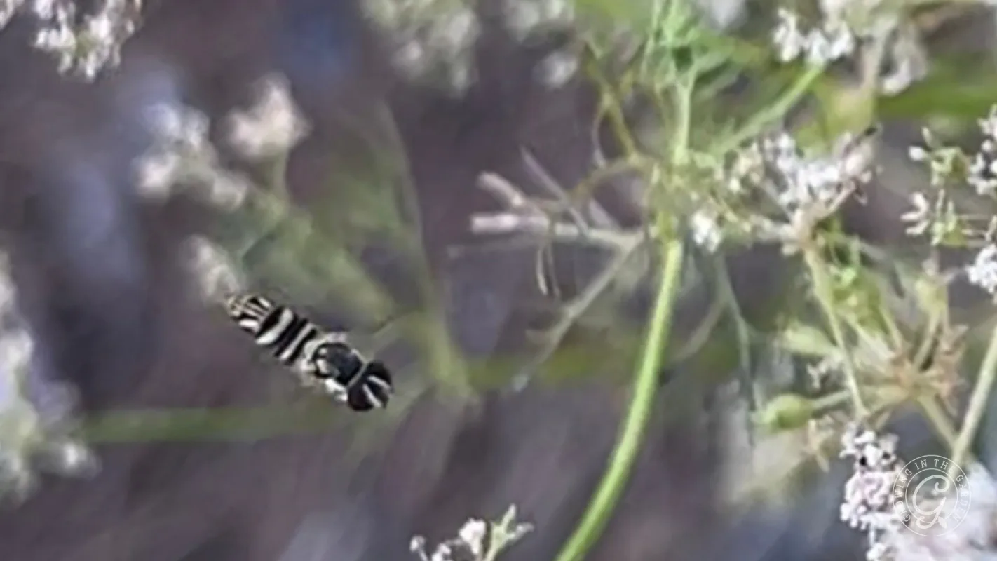 A striped exotic streaktail (allograpta exotica) flies near delicate white flowers against a blurred background.