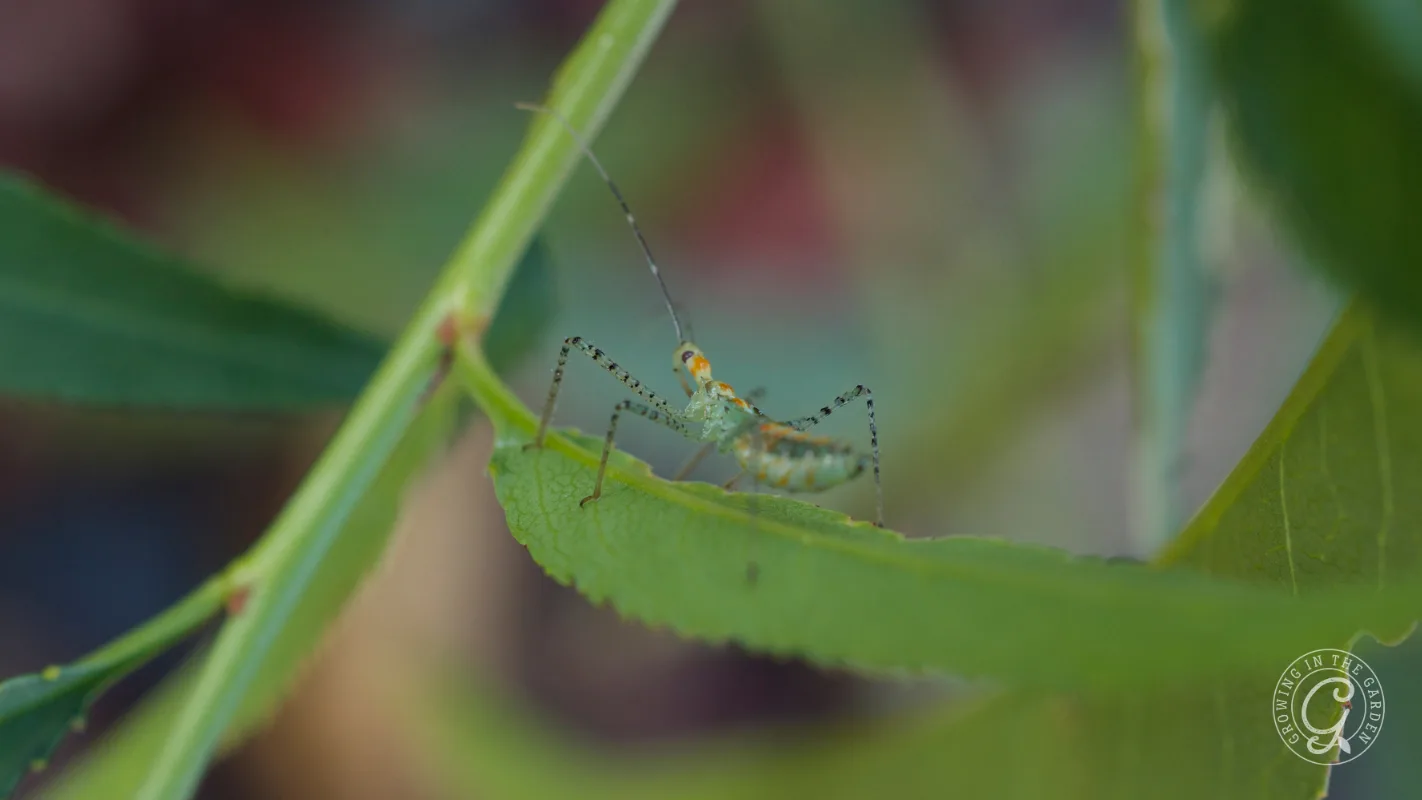 A small green insect with long legs sits on a green leaf among stems and foliage.
