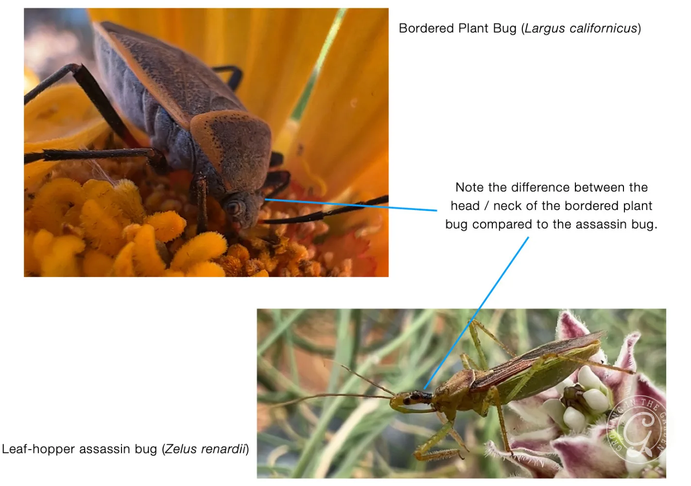 Bordered plant bug on yellow flower; leaf-hopper assassin bug on green plant with text labels identifying each.