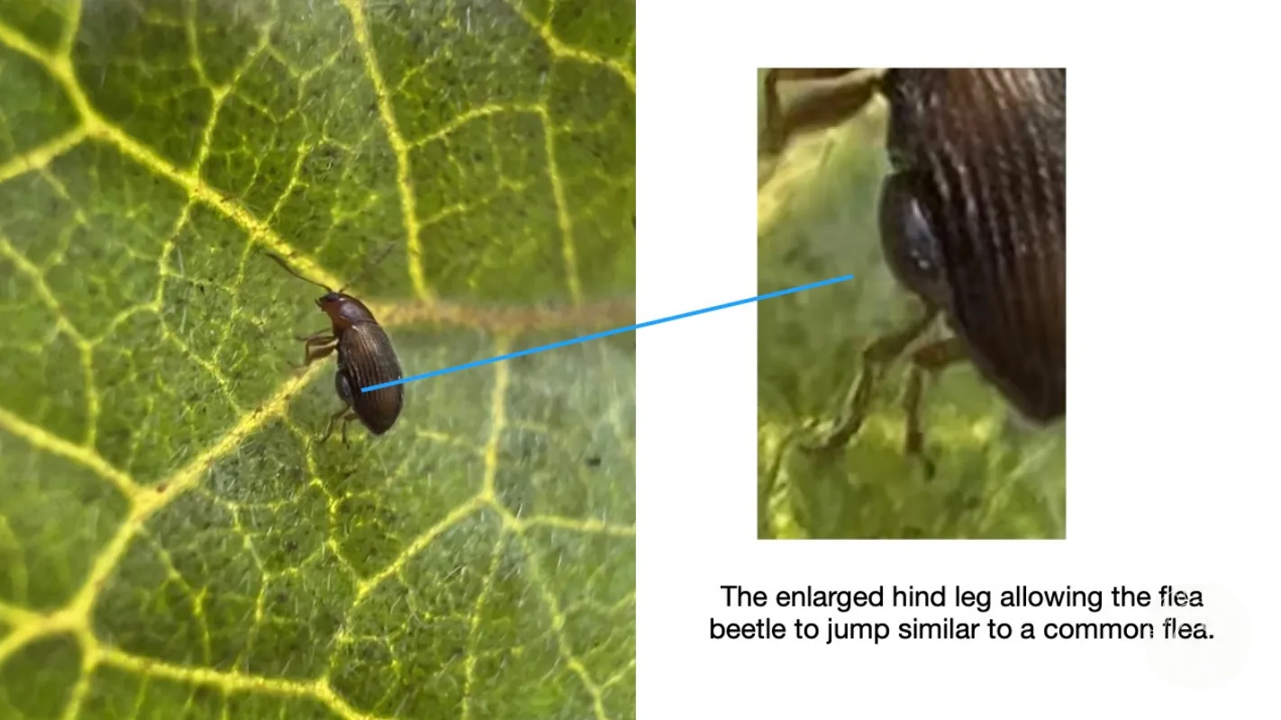 A small flea beetle on a green leaf with a zoomed-in view of its enlarged hind leg highlighted.