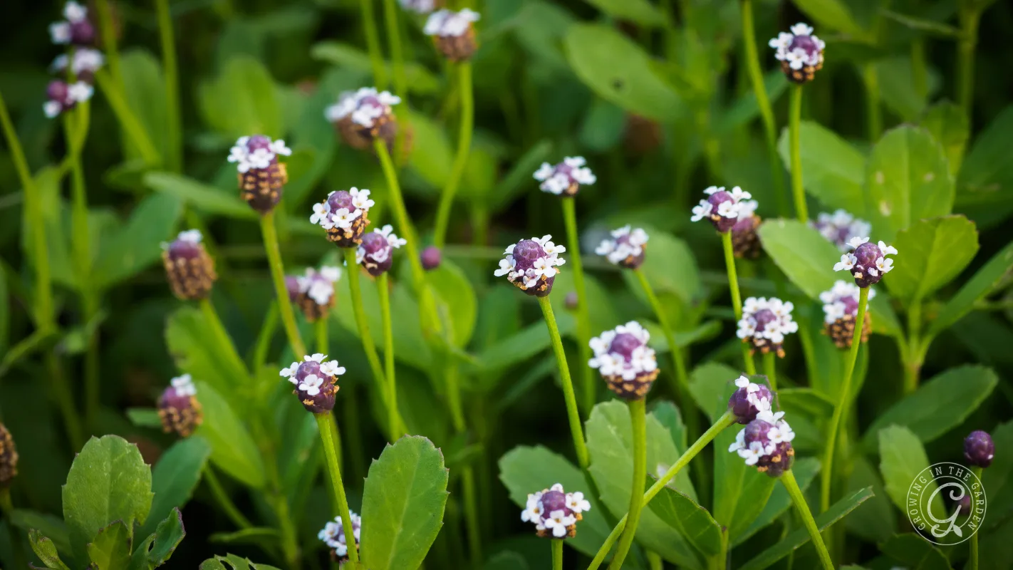 Small purple and white flowers with green leaves grow closely together in a garden.