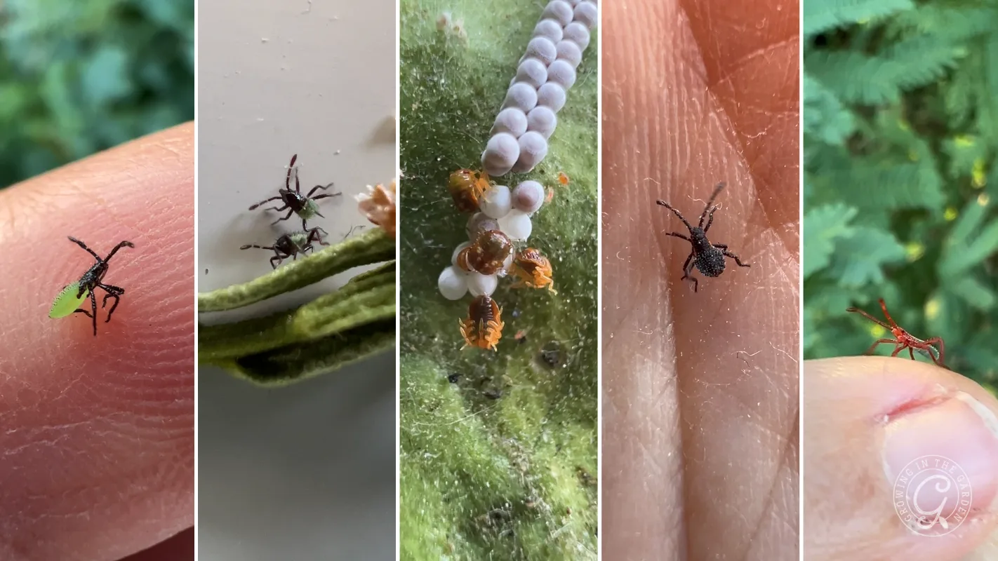 Close-up of various small bugs and insects on fingers, leaves, and next to white eggs in four vertical panels.