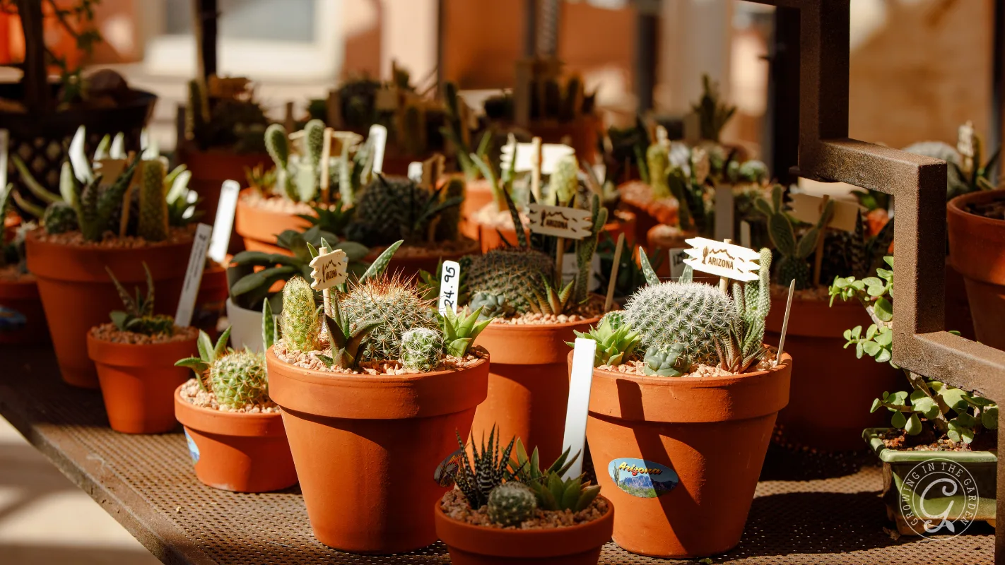 Several small cacti in terracotta pots are arranged on metal shelves in sunlight.