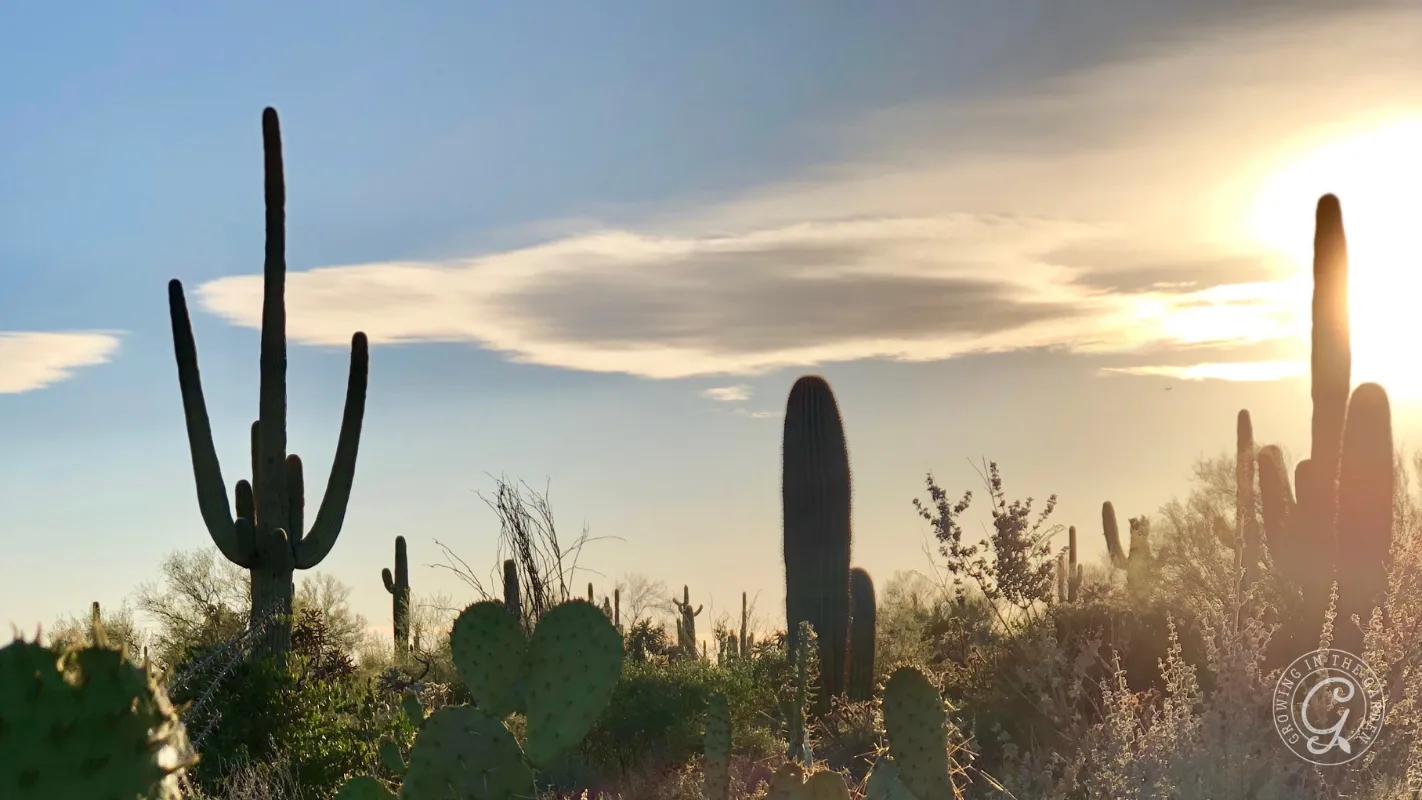 Cacti in a desert landscape at sunset with a bright sky and scattered clouds in the background.