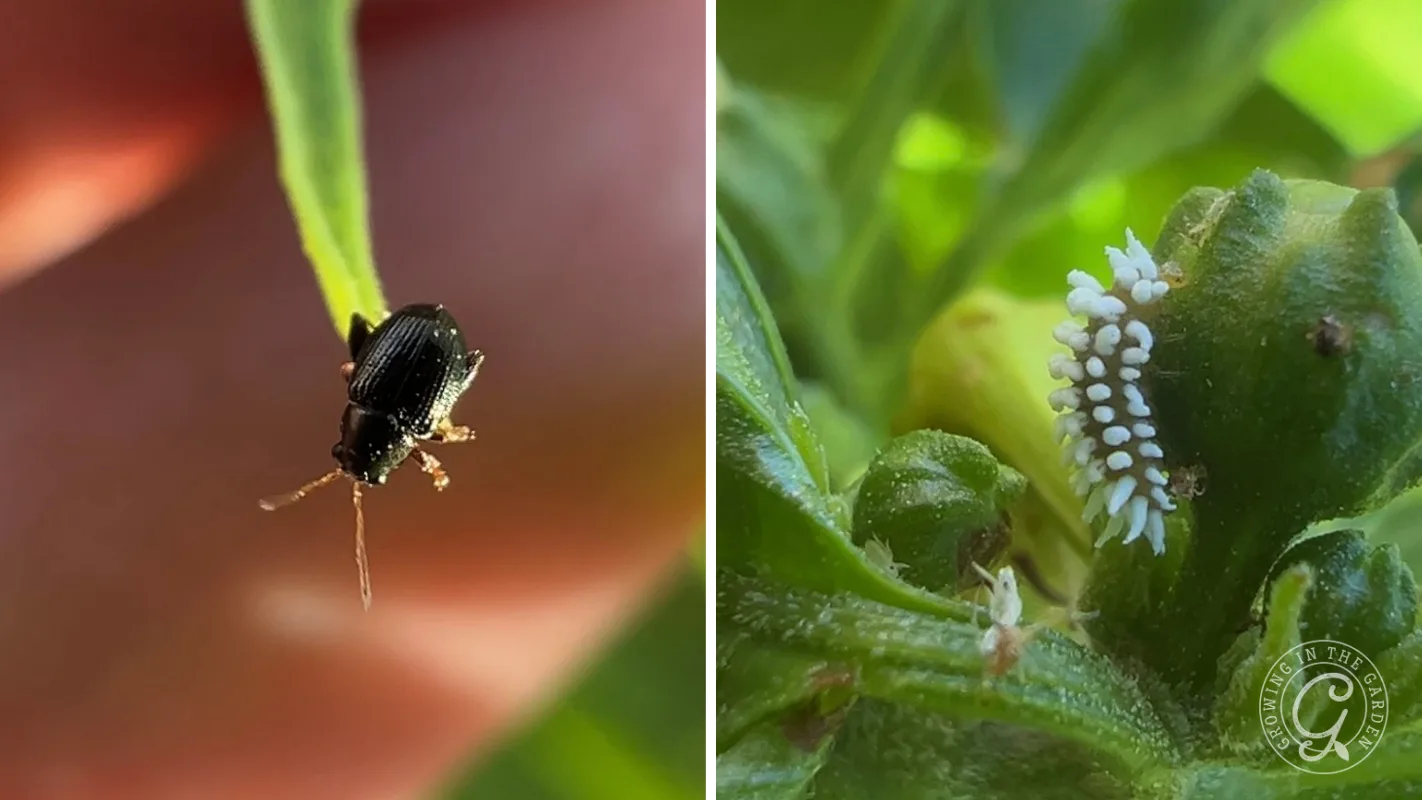 Close-up of a black insect on a leaf left, white insect eggs on a green plant right.