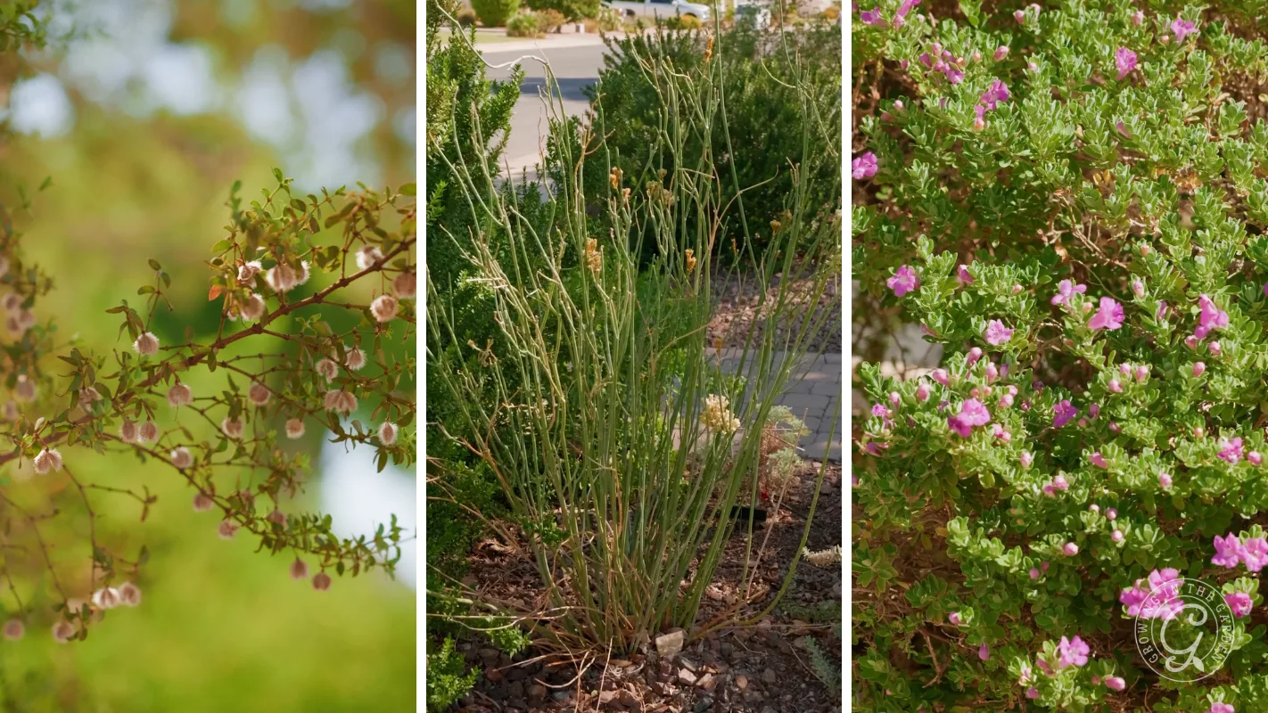 Three panels show different desert shrubs: desert milkweed, creosote, and Texas sage
