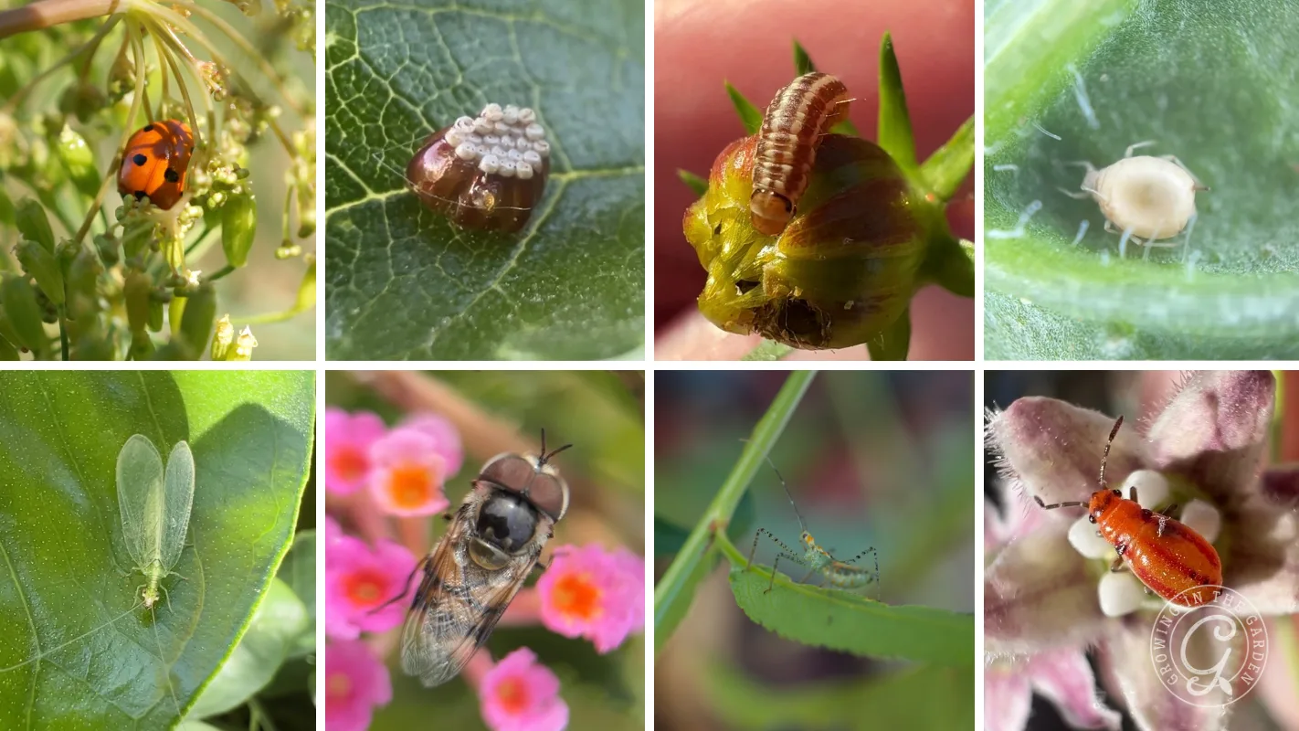 Collage of close-up images showing various small insects, larvae, and eggs on leaves and flowers.