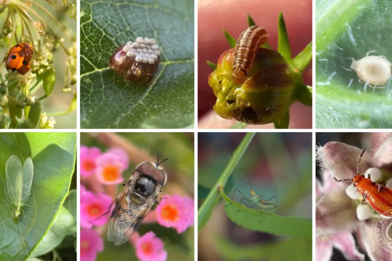 Low Desert Garden Insects with Jean Elston featured image