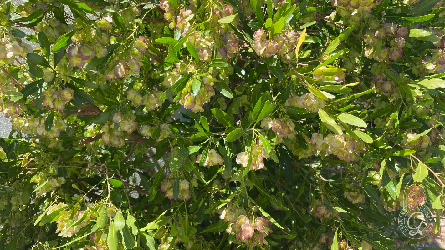 Green shrub with clusters of small, pale pink and white flowers among long narrow leaves in sunlight.