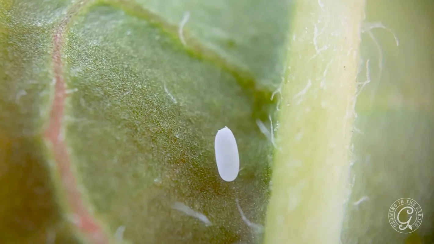 A single Hoverfly egg rests on a green leafs surface, shown in extreme close-up.