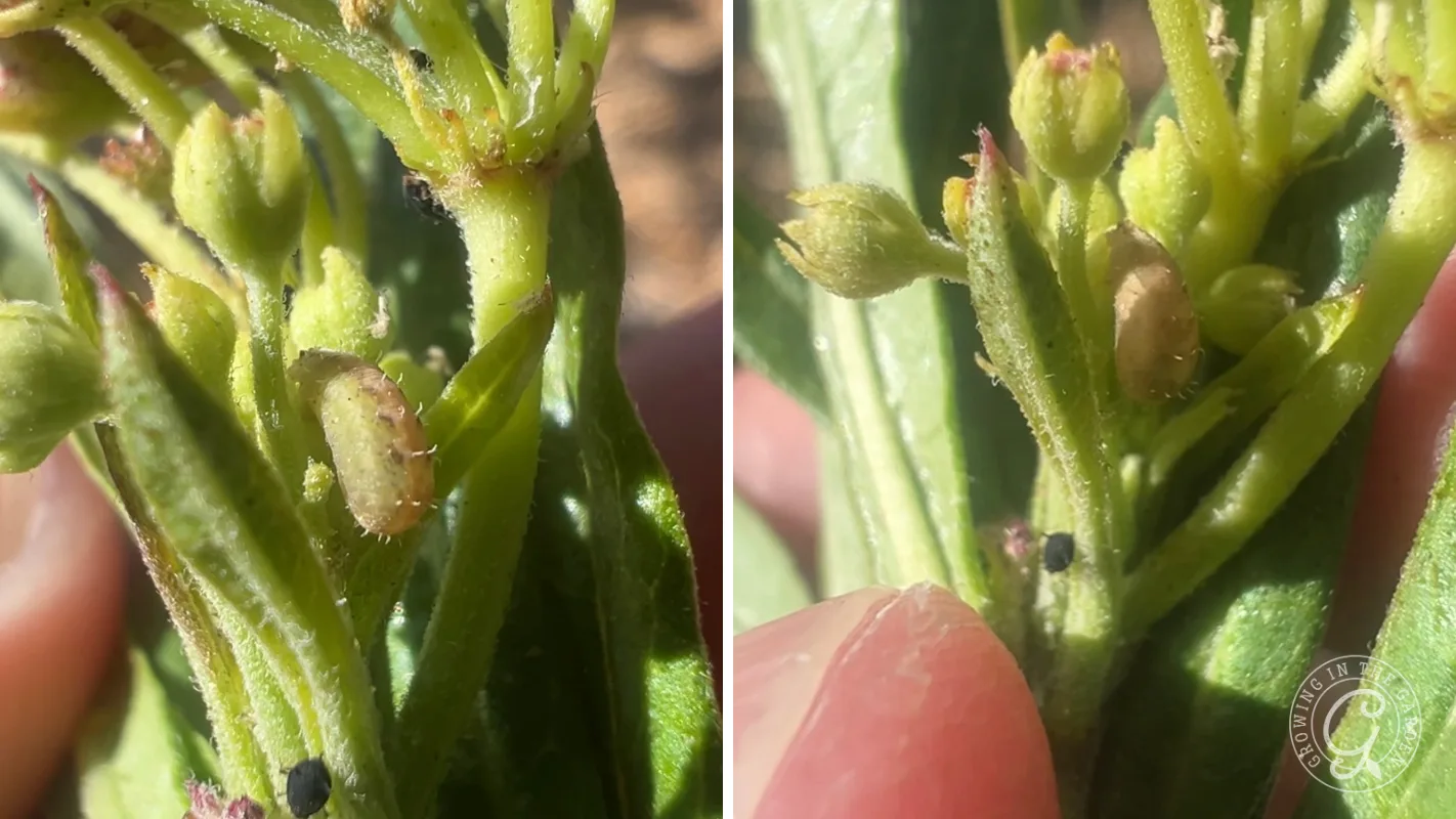 Close-up of green plant stems with a hoverfly larva pupating. On the left is day one and on the right is the next day.