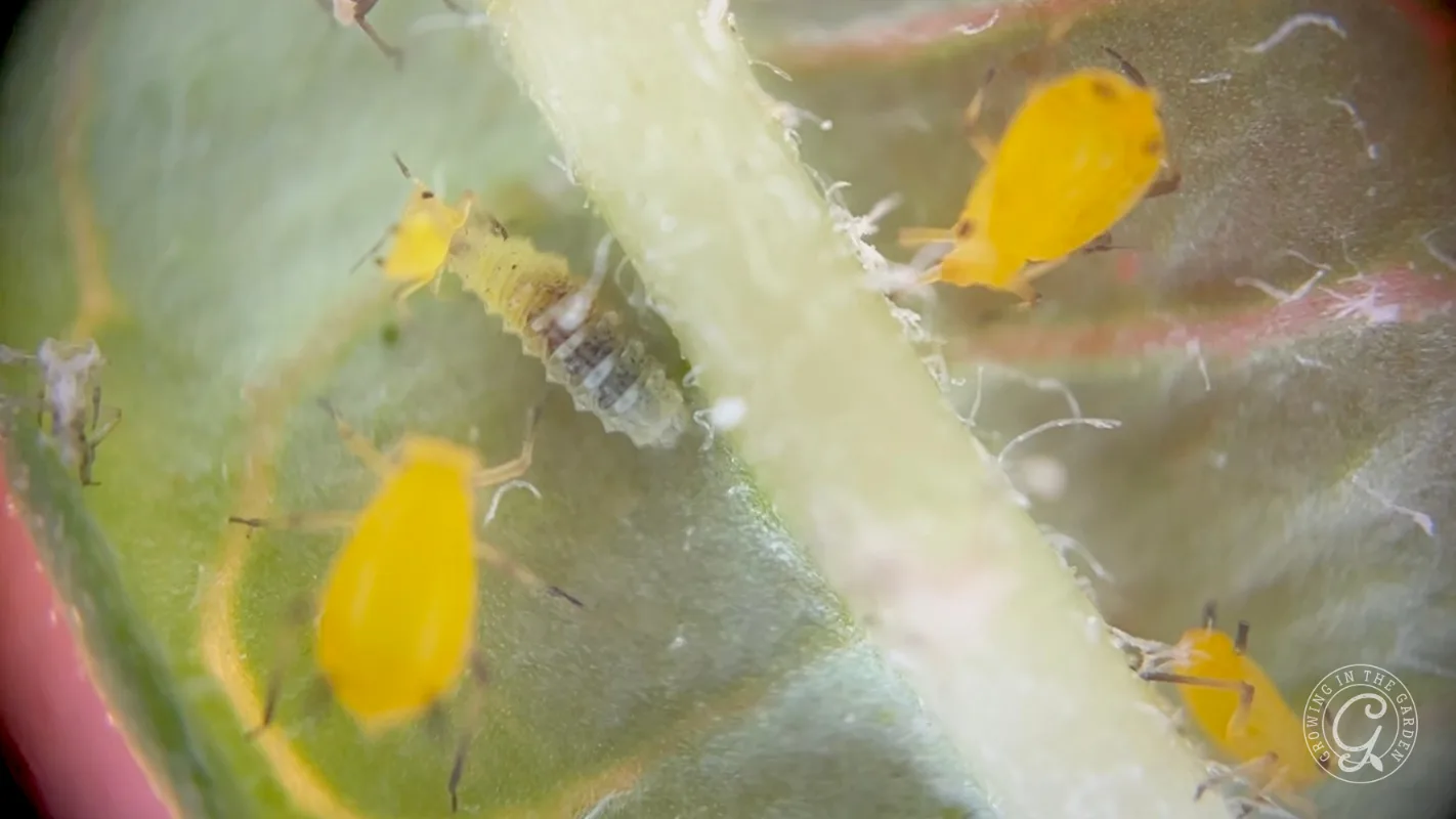 Four yellow aphids and one hoverfly larva on a green plant stem, showing they are roughly the same size.