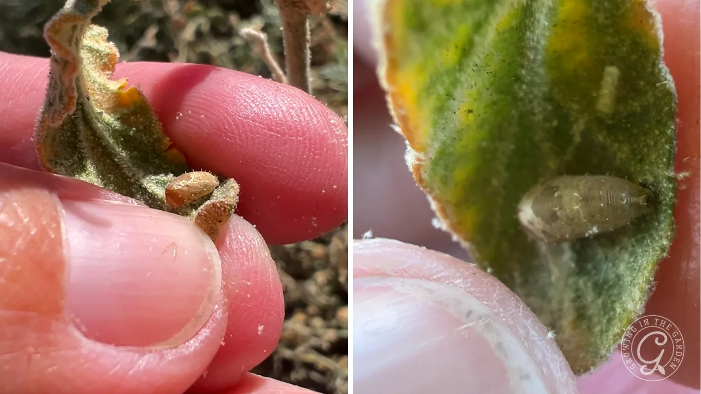 Left: A hoverfly pupa found under the curl of a leaf
Right: Close up of the same hoverfly pupa