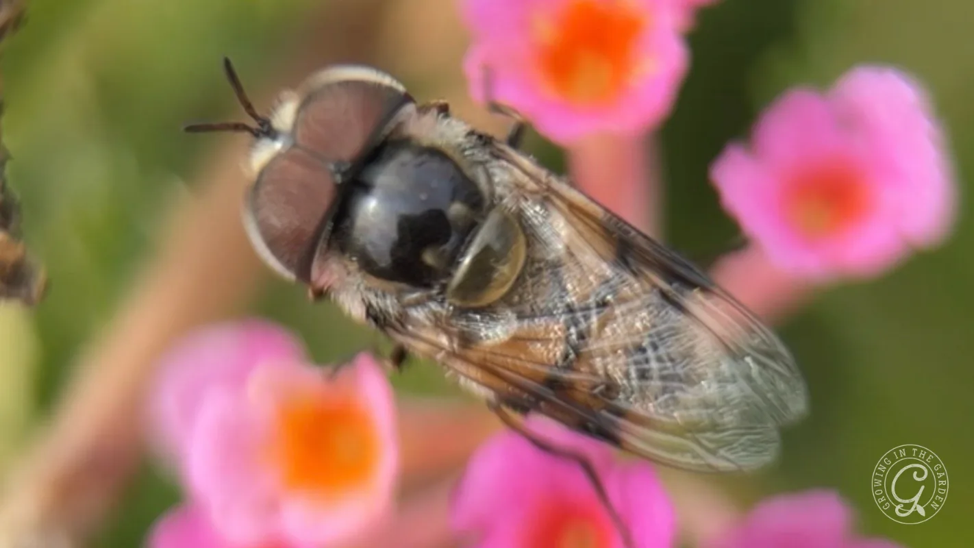 Close-up of a fly perched on a plant with small, vibrant pink and orange flowers in the background.