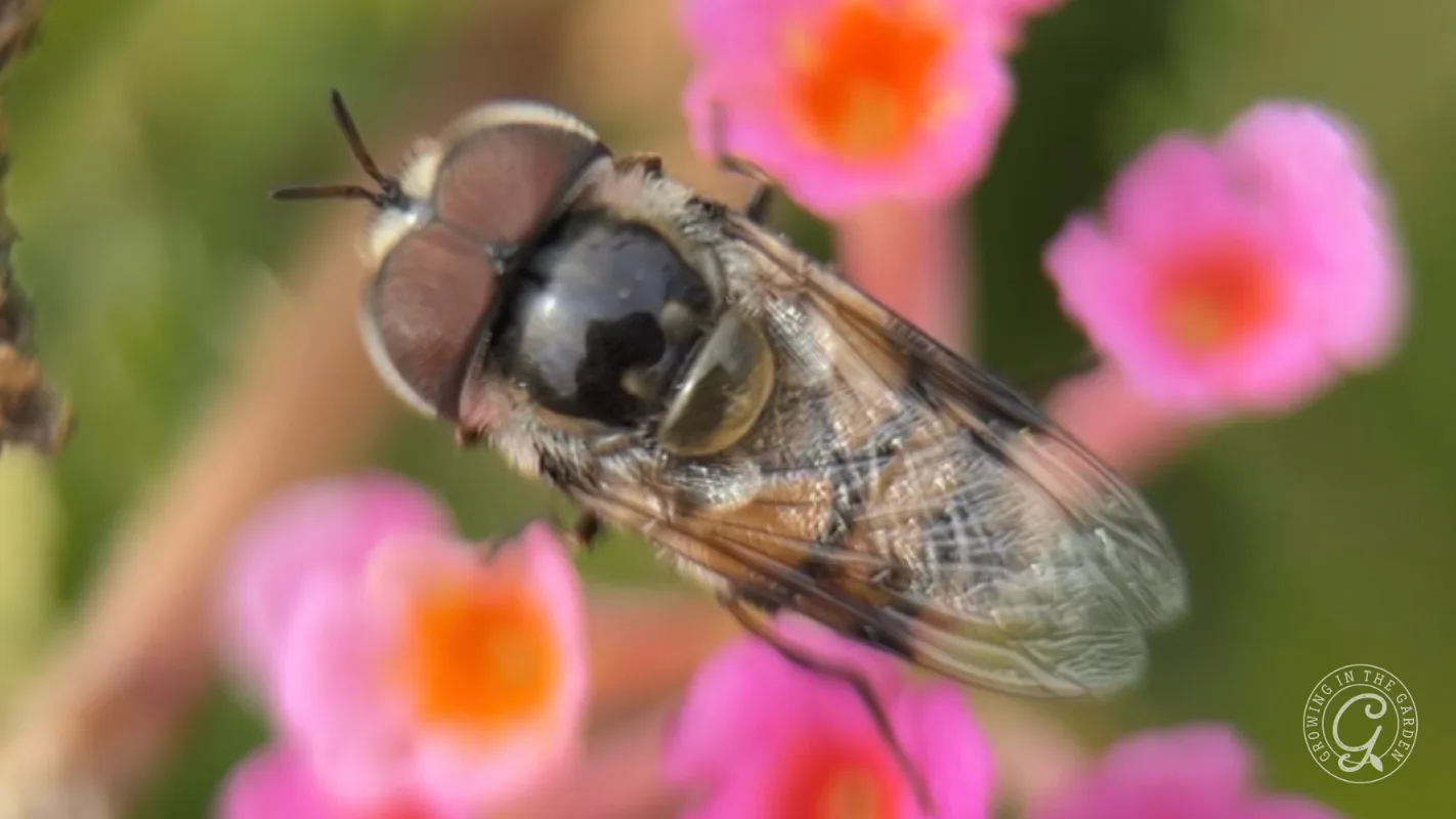 A close-up of a hoverfly (Copestylum fornax) on small pink flowers, with a soft green and pink blurred background.