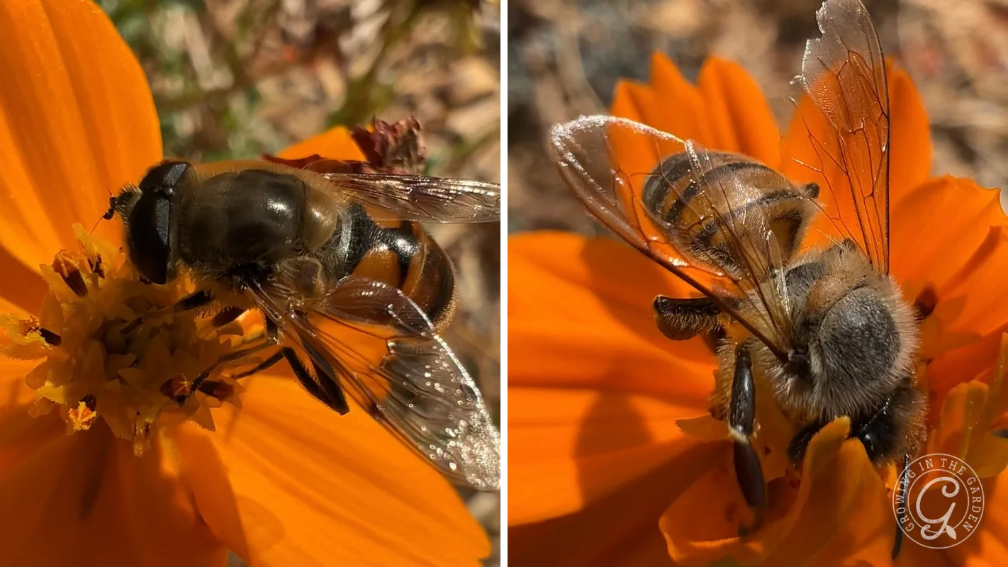 Two bees collecting nectar on bright orange flowers, close-up, with sunlight highlighting their wings.