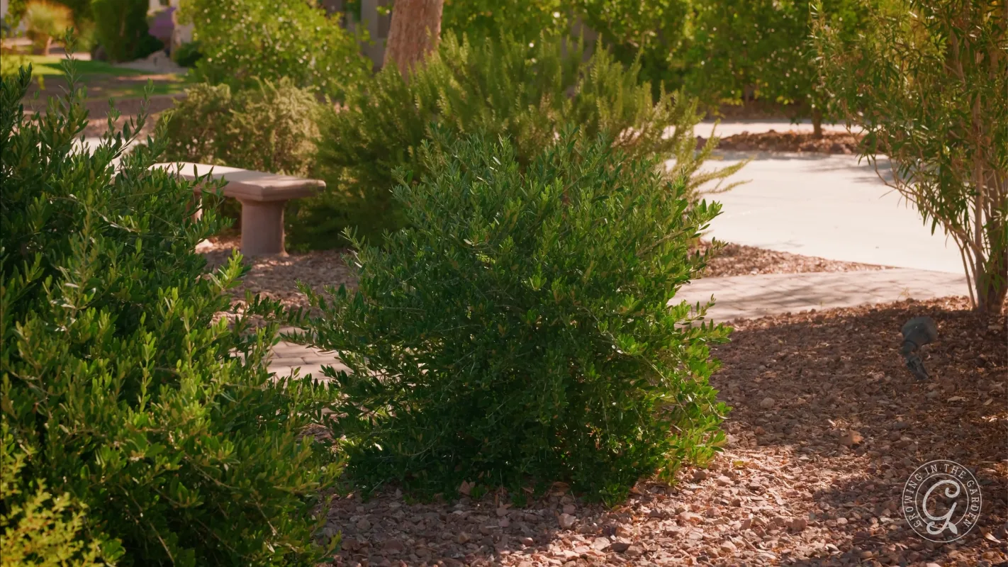 A stone bench near green bushes and a sidewalk in a landscaped garden with rocks and trees.