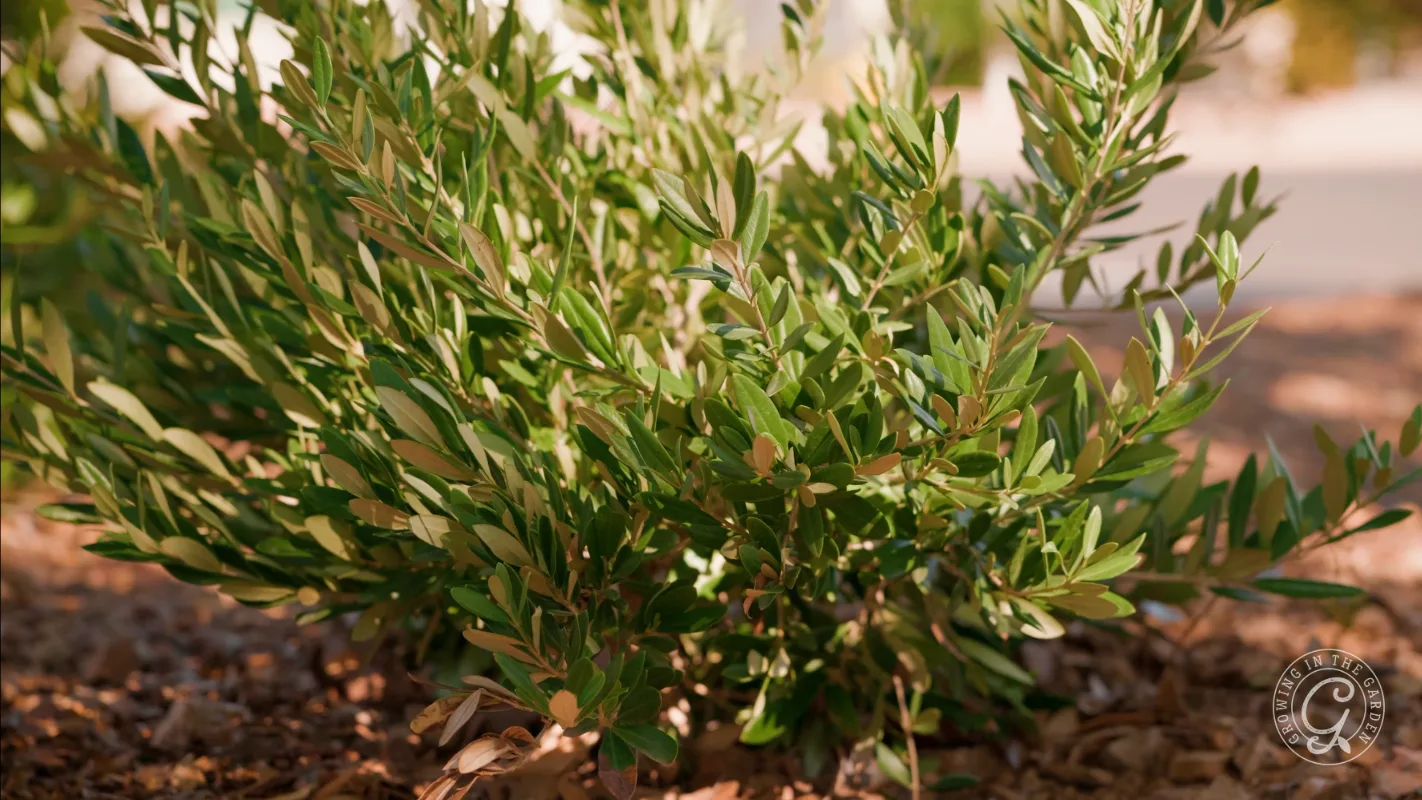 A close-up of a green shrub with narrow leaves growing in mulch and sunlight.