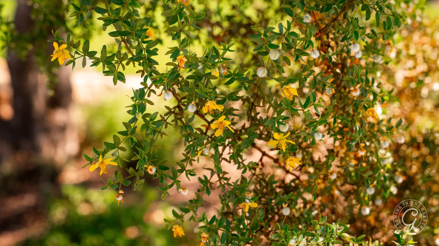 Green creosote shrub with small, yellow flowers and dense leaves, brightly lit in a sunny outdoor setting.