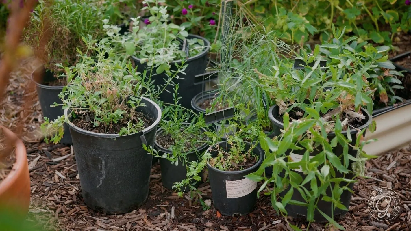 Several green plants growing in black plastic pots sit on mulch in a garden setting.