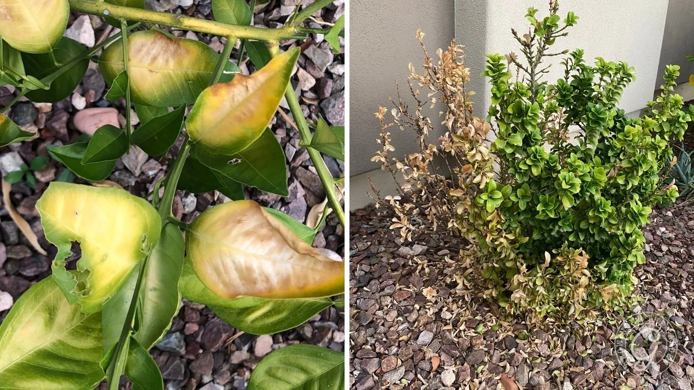 Left: Yellow, curling leaves with damage. Right: Shrub with half brown, wilted leaves in rocky soil.