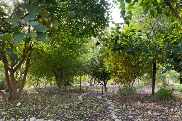 Best Trees for Low Desert Arizona: A Guide to Mature Sizes featured image
