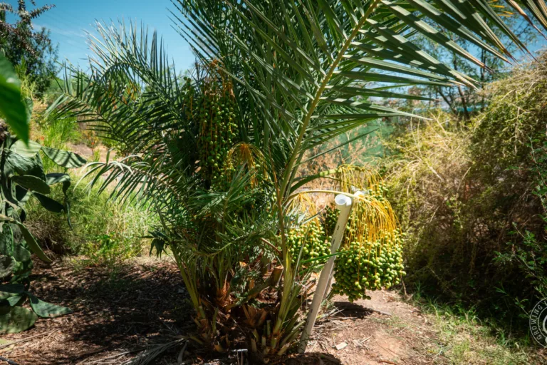 How to Grow Date Palms in the Low Desert featured image
