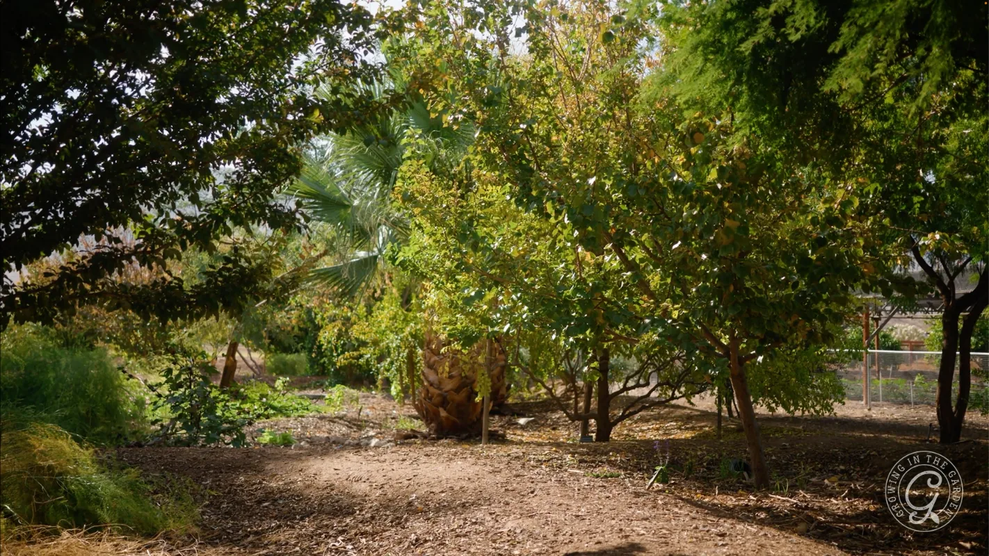 Sunlit garden with various green trees, leafy plants, and a dirt path under the shade.