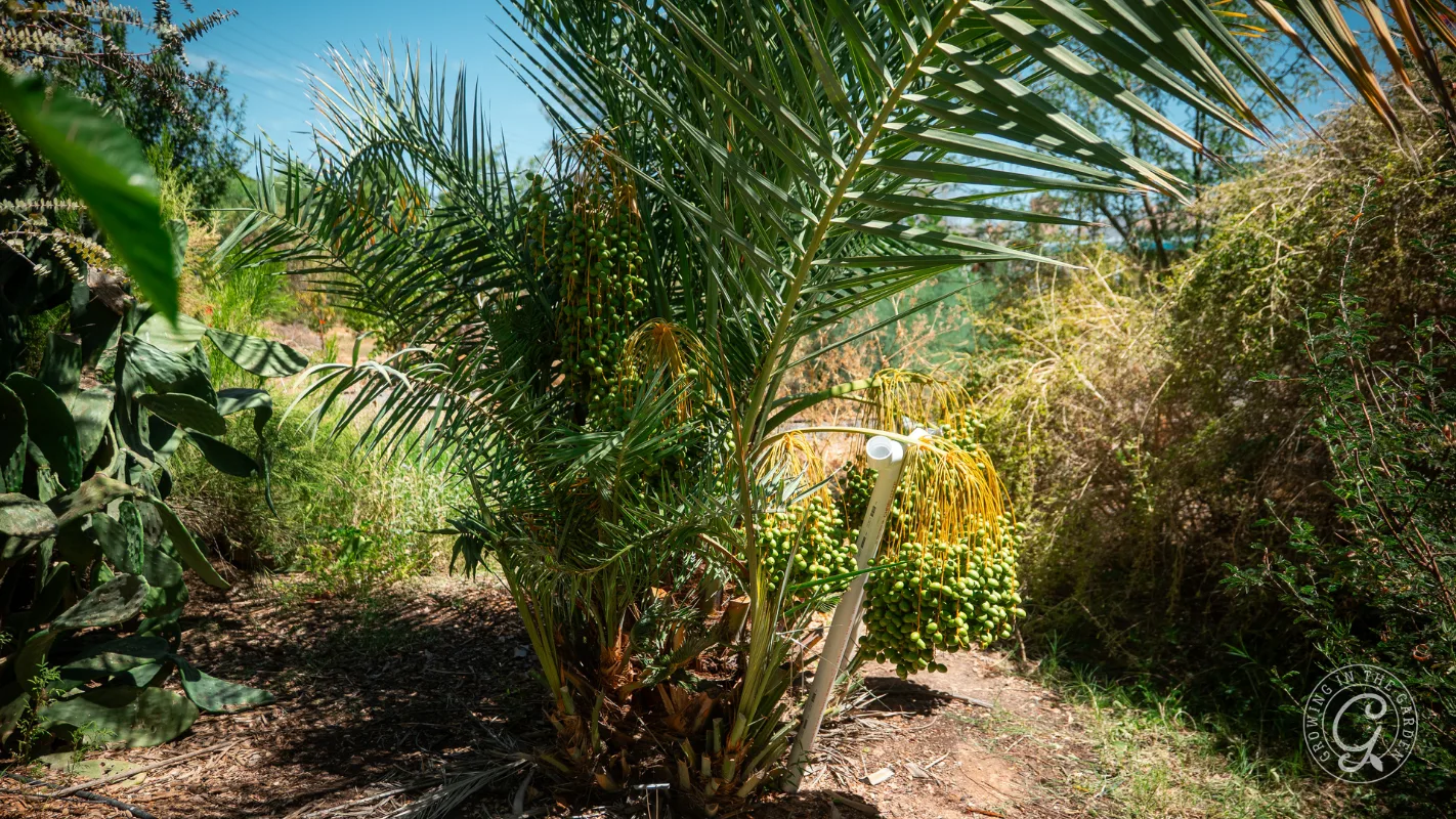 A date palm tree with clusters of unripe green dates growing in a sunny, garden-like area.