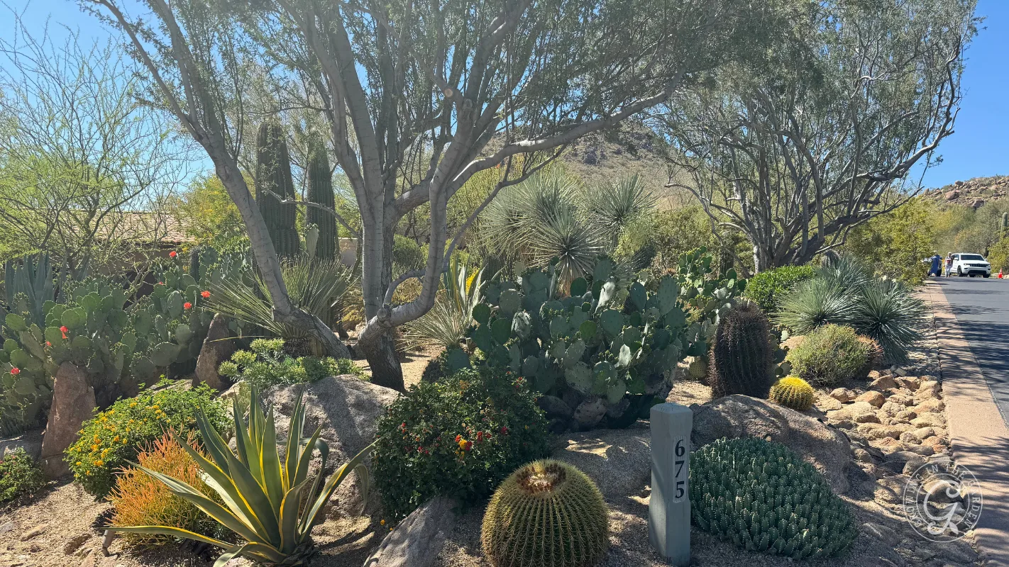 Desert landscaping with cacti, rocks, and trees beside a road and a street marker labeled 675.