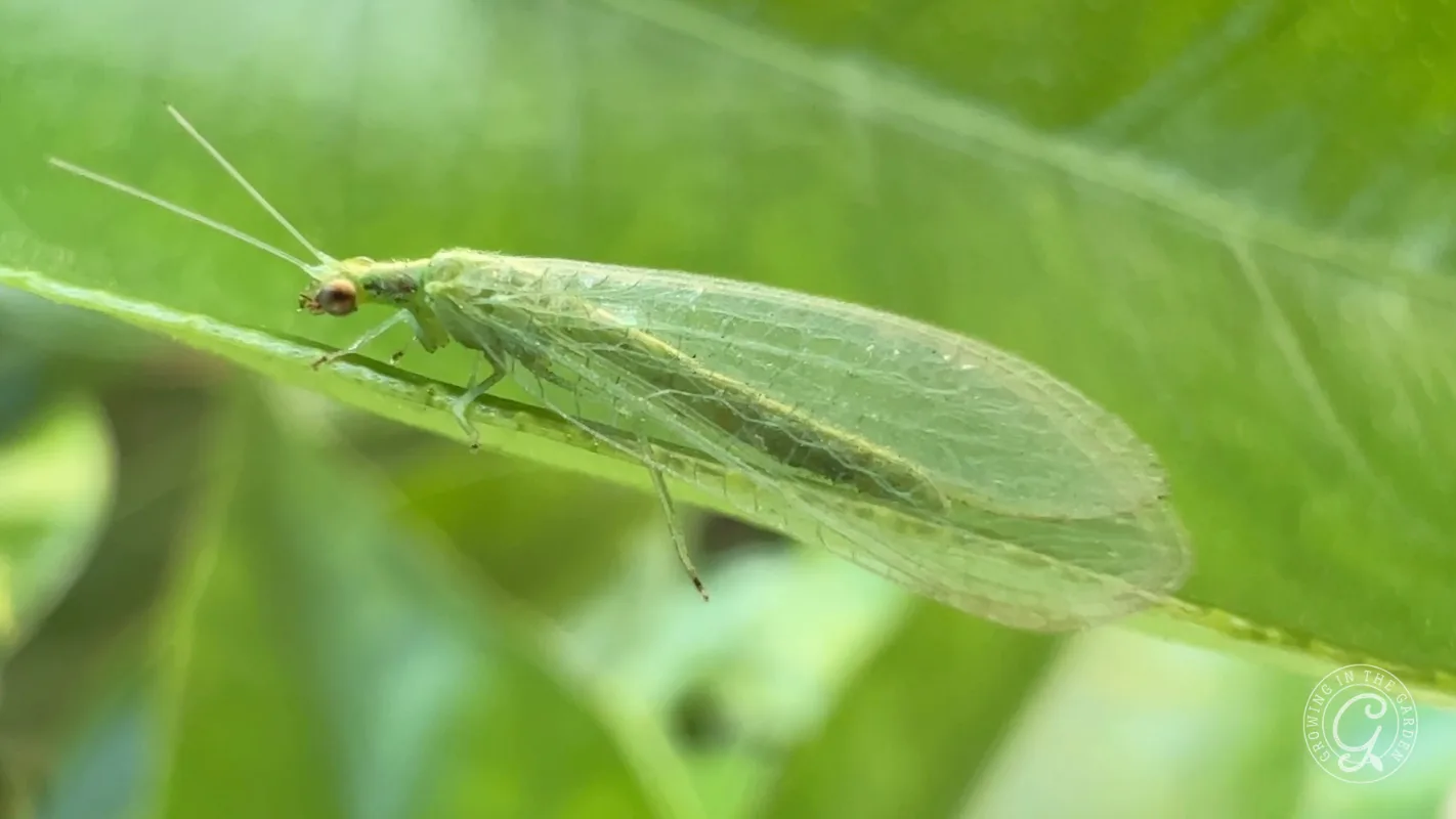 A green lacewing insect rests on a green leaf, its delicate, transparent wings clearly visible.