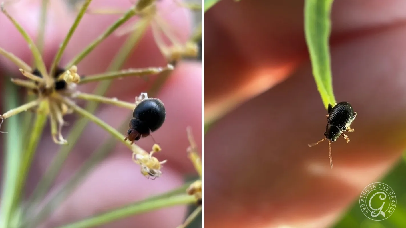 Two close-up photos of small black beetles on green plant stems, with a blurred pink background.