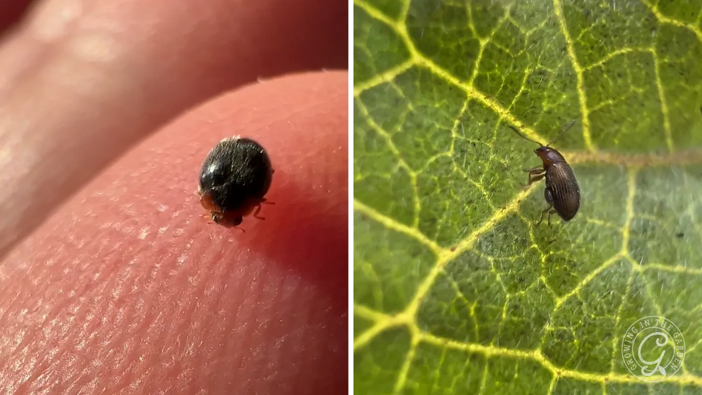 Close-up of a small black beetle on skin (left) and on a green leaf with visible veins (right).