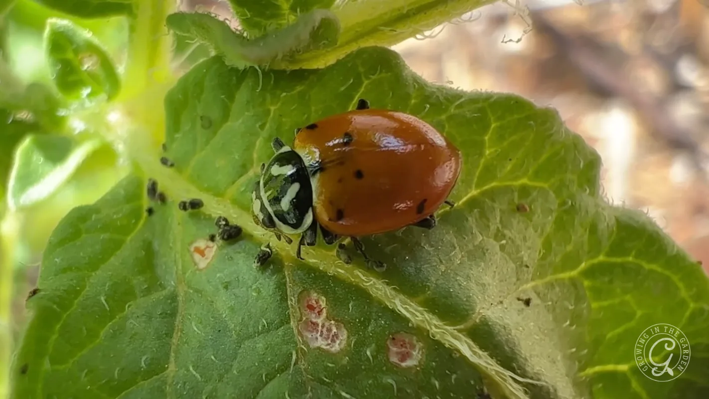 A close-up of a ladybug on a green leaf with small black insects and white spots visible nearby.