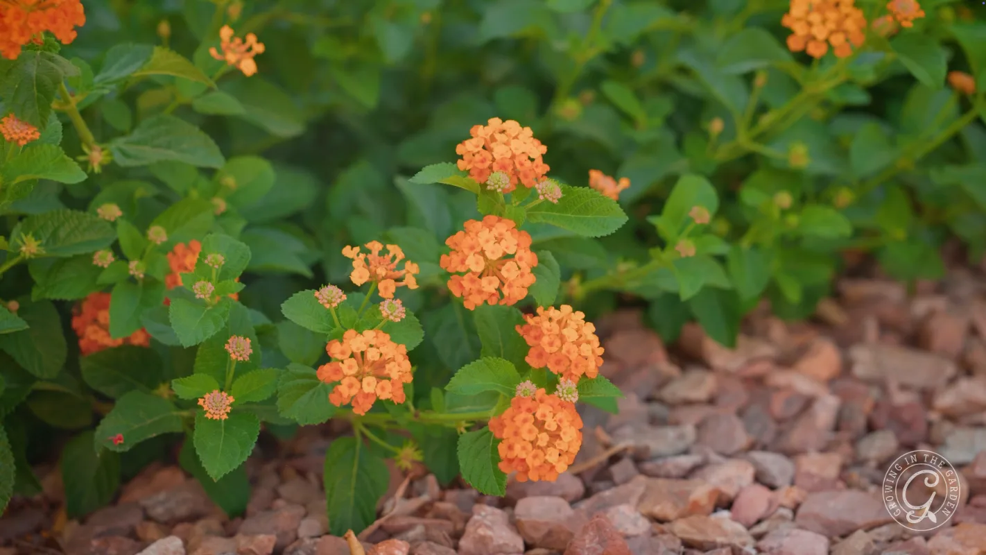Orange lantana flowers bloom among green leaves above a bed of small, light brown rocks.