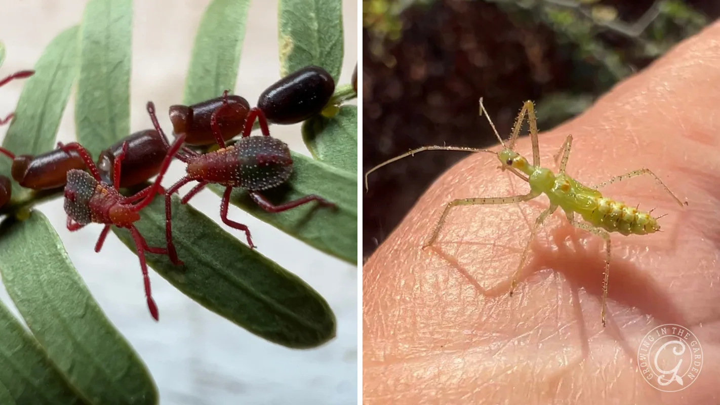 Left: Red ants on green leaves. Right: A green insect with long legs on a persons skin.