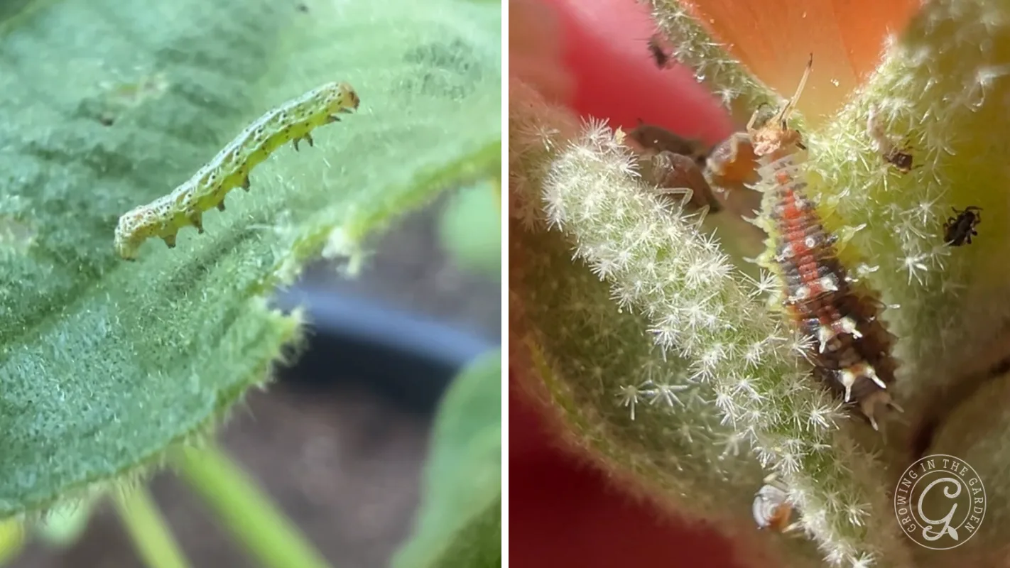 Left: A green caterpillar on a leaf. Right: A group of ants on a fuzzy plant surface near a red flower.