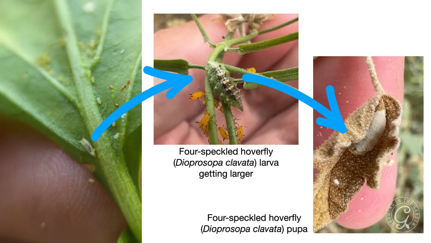 Four-speckled hoverfly larvae, pupae, and aphids on plant stems, shown with blue arrows pointing between stages.