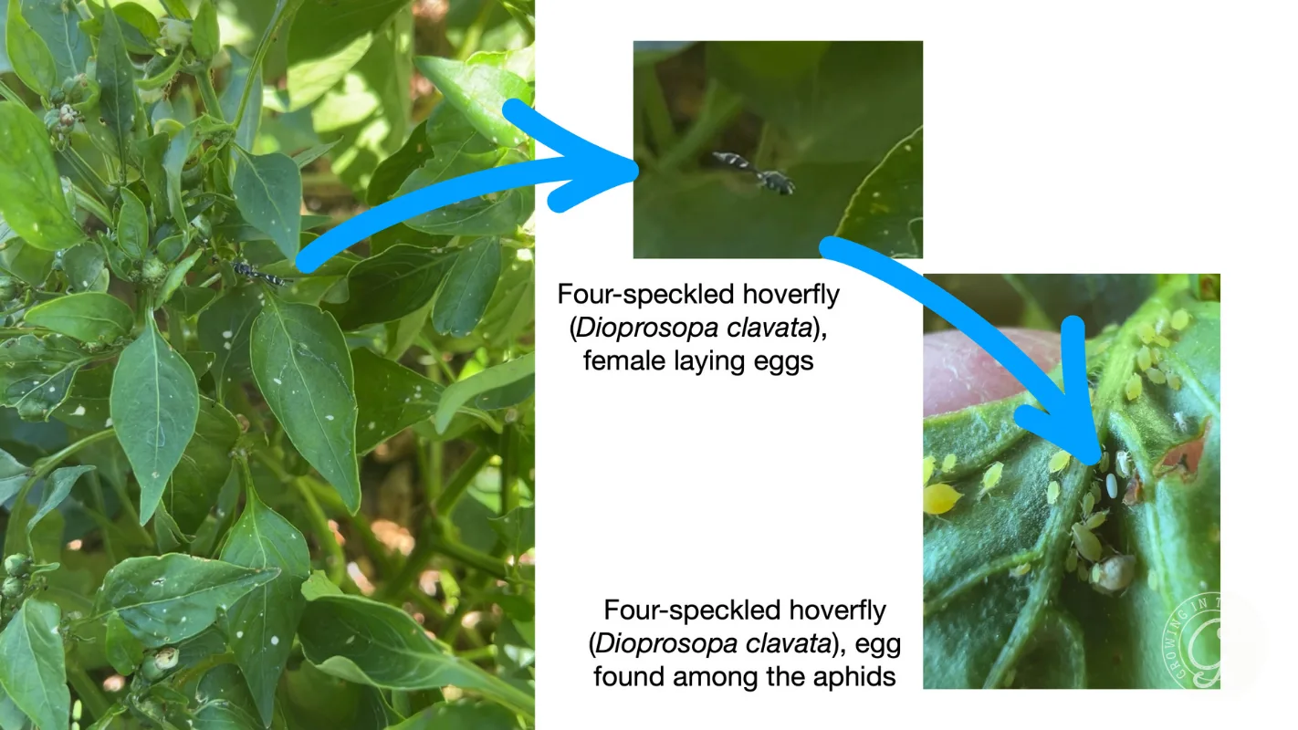 Close-up of green leaves, with arrows highlighting a hoverfly laying eggs and eggs found among aphids.