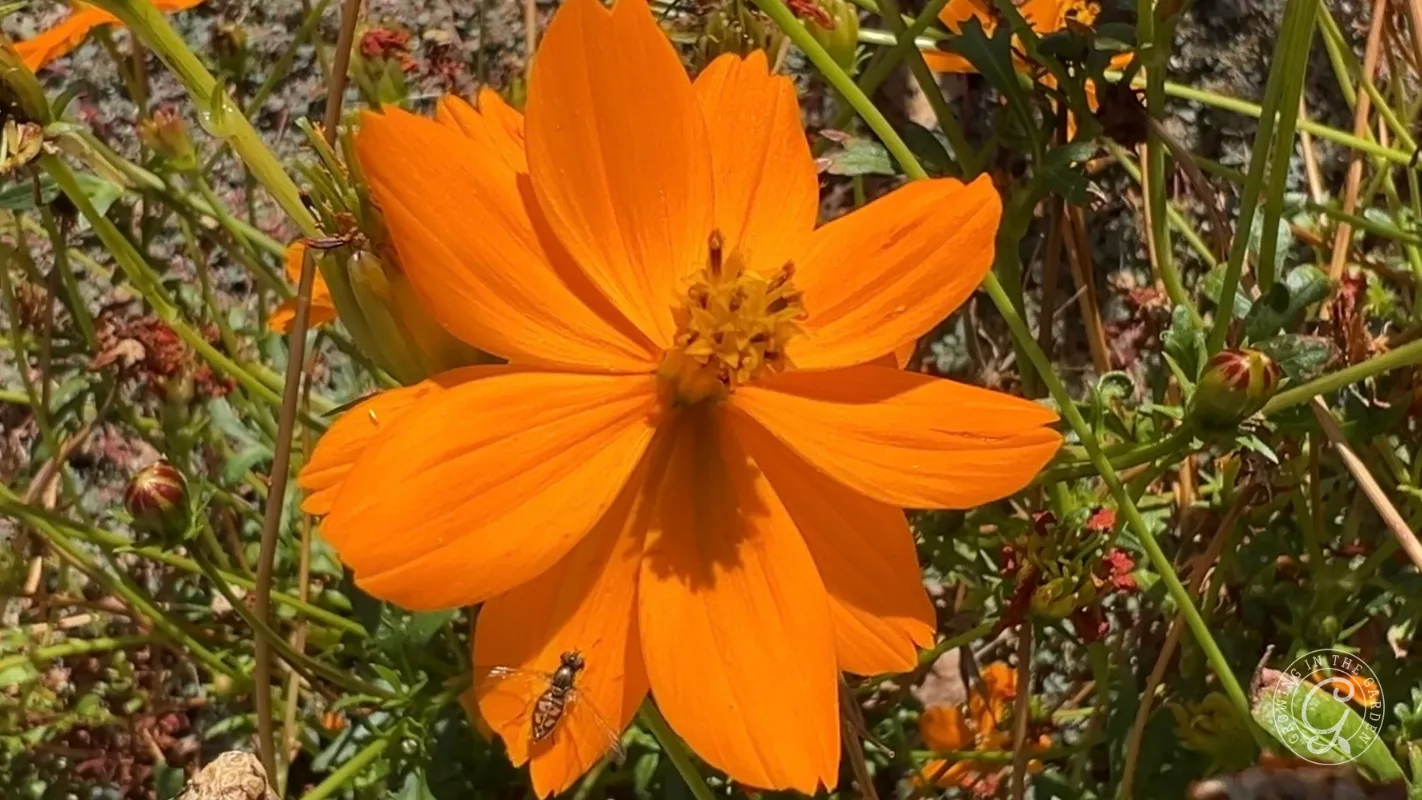 Bright orange flower in sunlight with a small margined calligrapher fly (Toxomerus marginatus) on a petal, surrounded by green stems and buds.