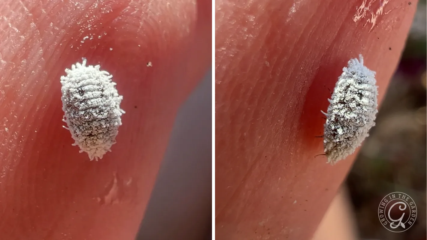 A white, fuzzy bug with a segmented body is resting on human skin in close-up view.